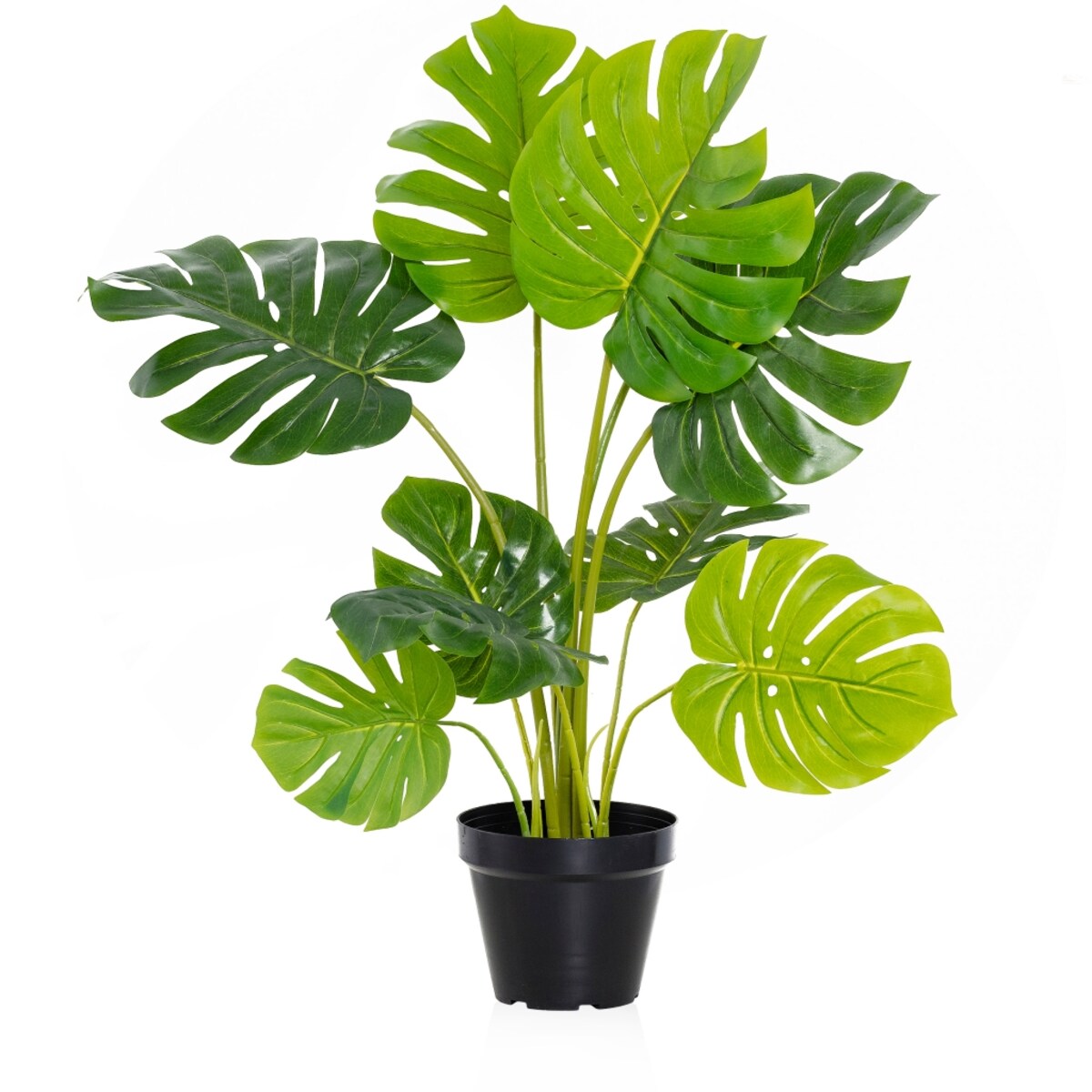 Stroik Monstera