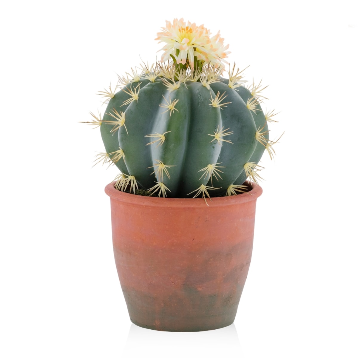 Stroik Cactus