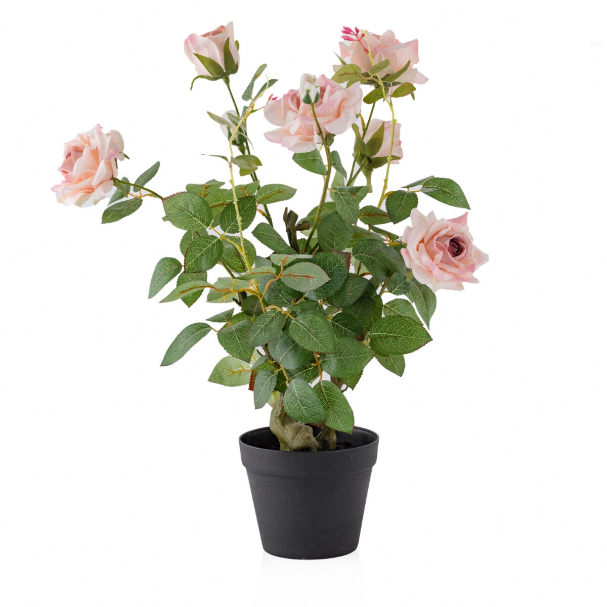 Stroik Rosetree
