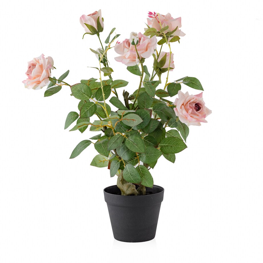 Stroik Rosetree