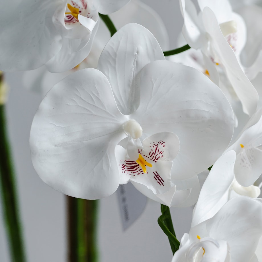 Stroik Orchida