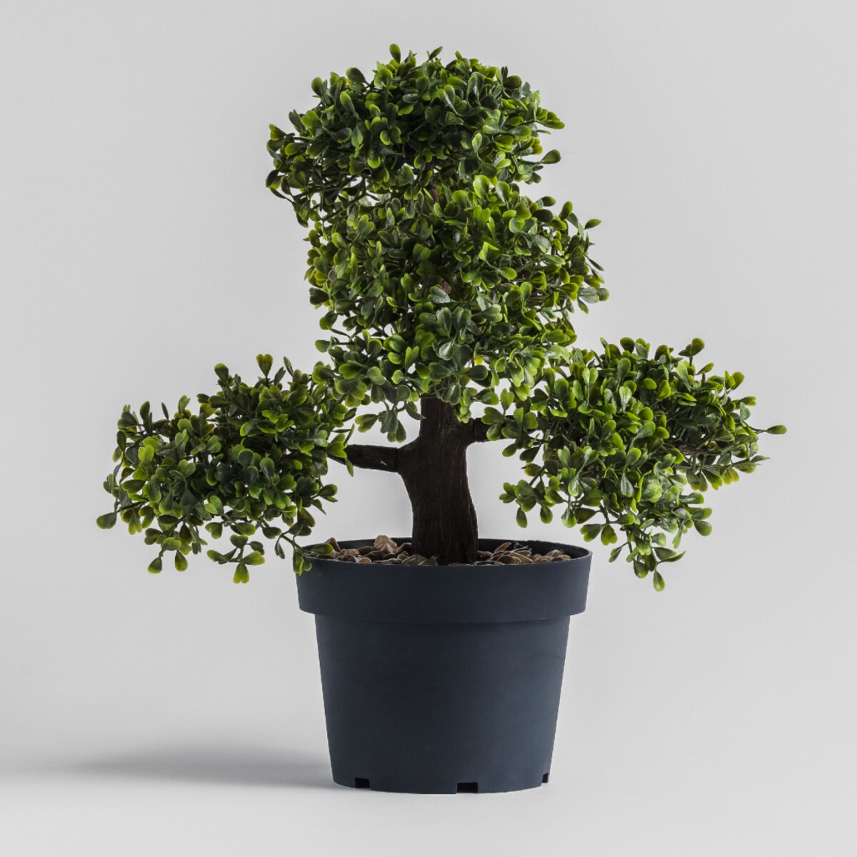 Stroik Bonsai