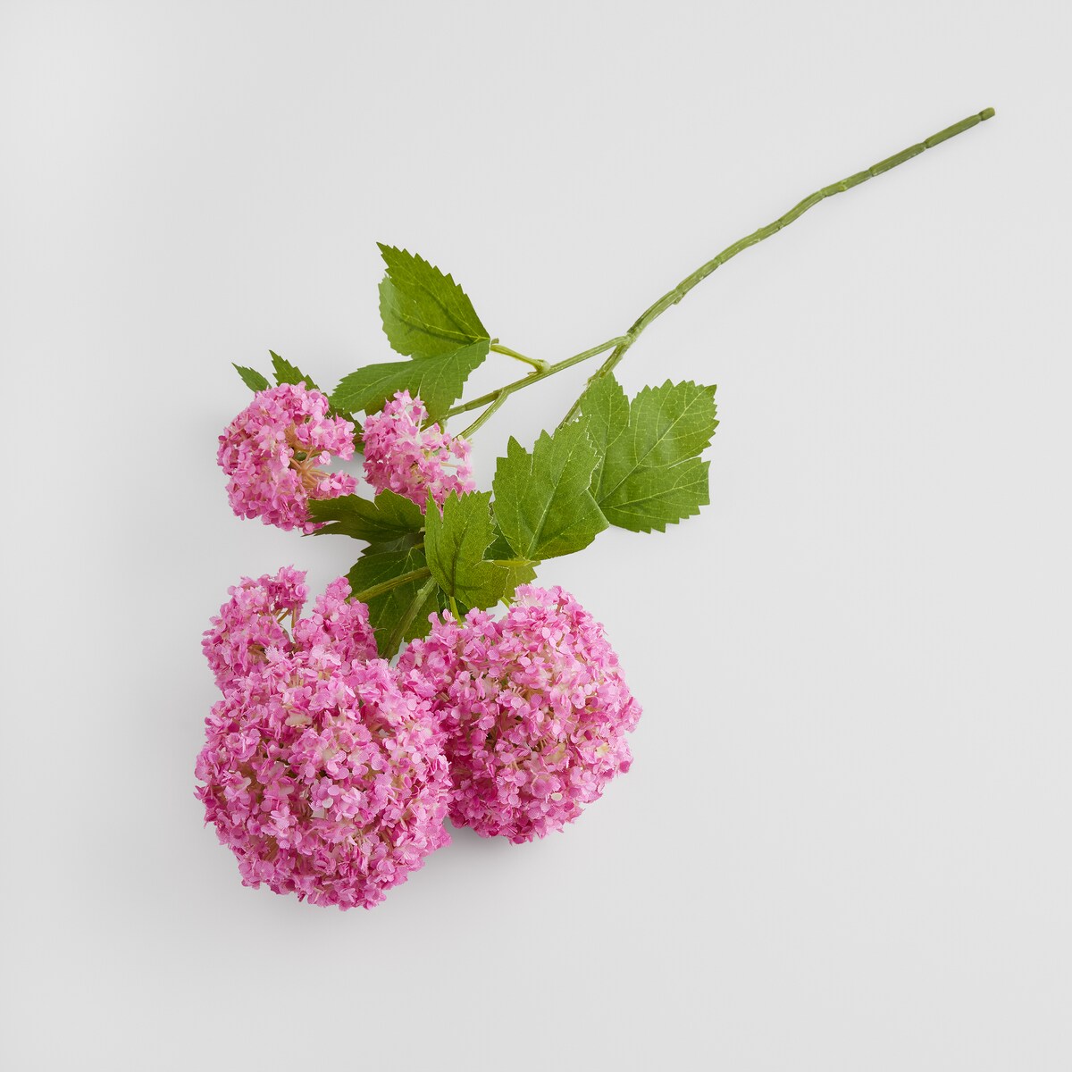 Kwiat Serosa z motywem roślinnym