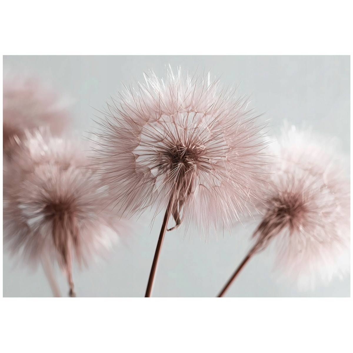 Fototapeta Do Sypialni Salonu Na Flizelinie Dmuchawce Natura Różowy 250x175