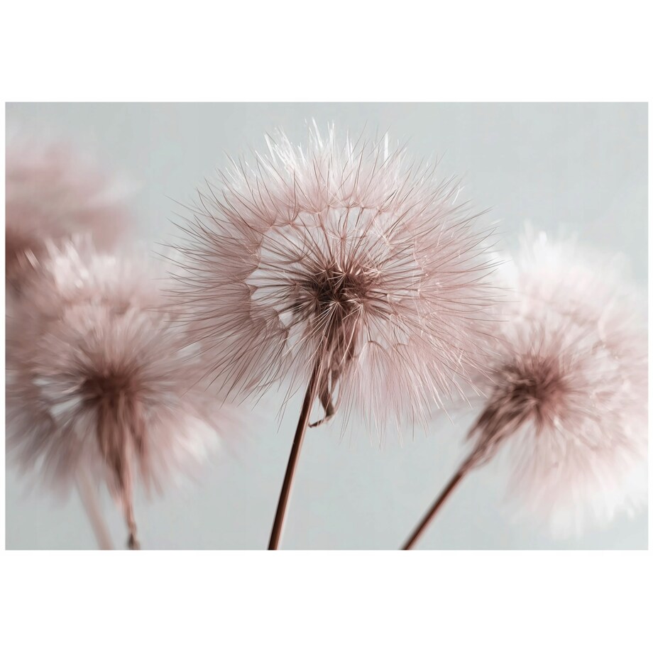 Fototapeta Do Sypialni Salonu Na Flizelinie Dmuchawce Natura Różowy 250x175