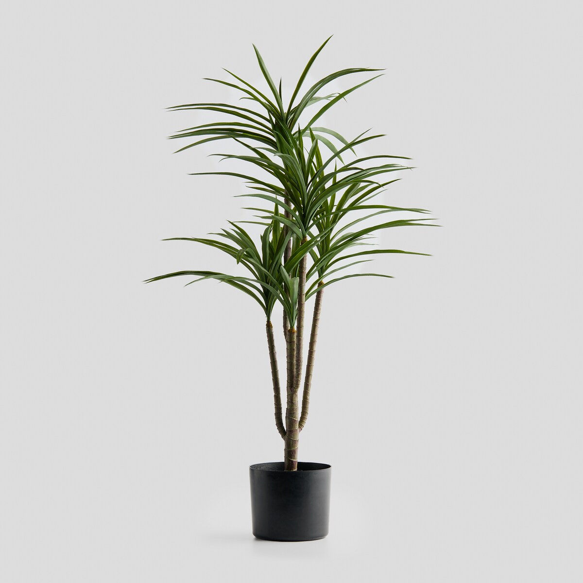 Stroik Dracena