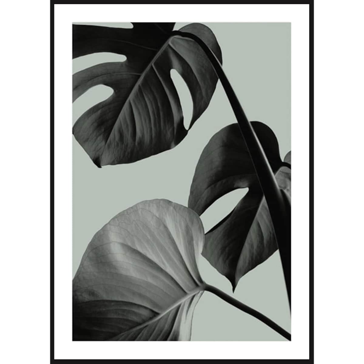 Poster Story, Plakat, Obraz - Monstera na Zielonym Tle No1, wymiary 60 x 84 cm