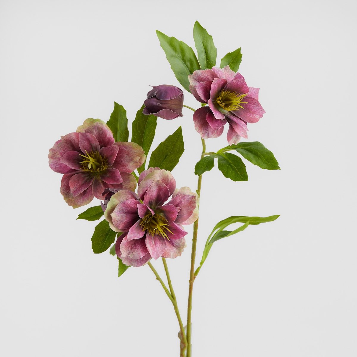 Kwiat Wildiflower