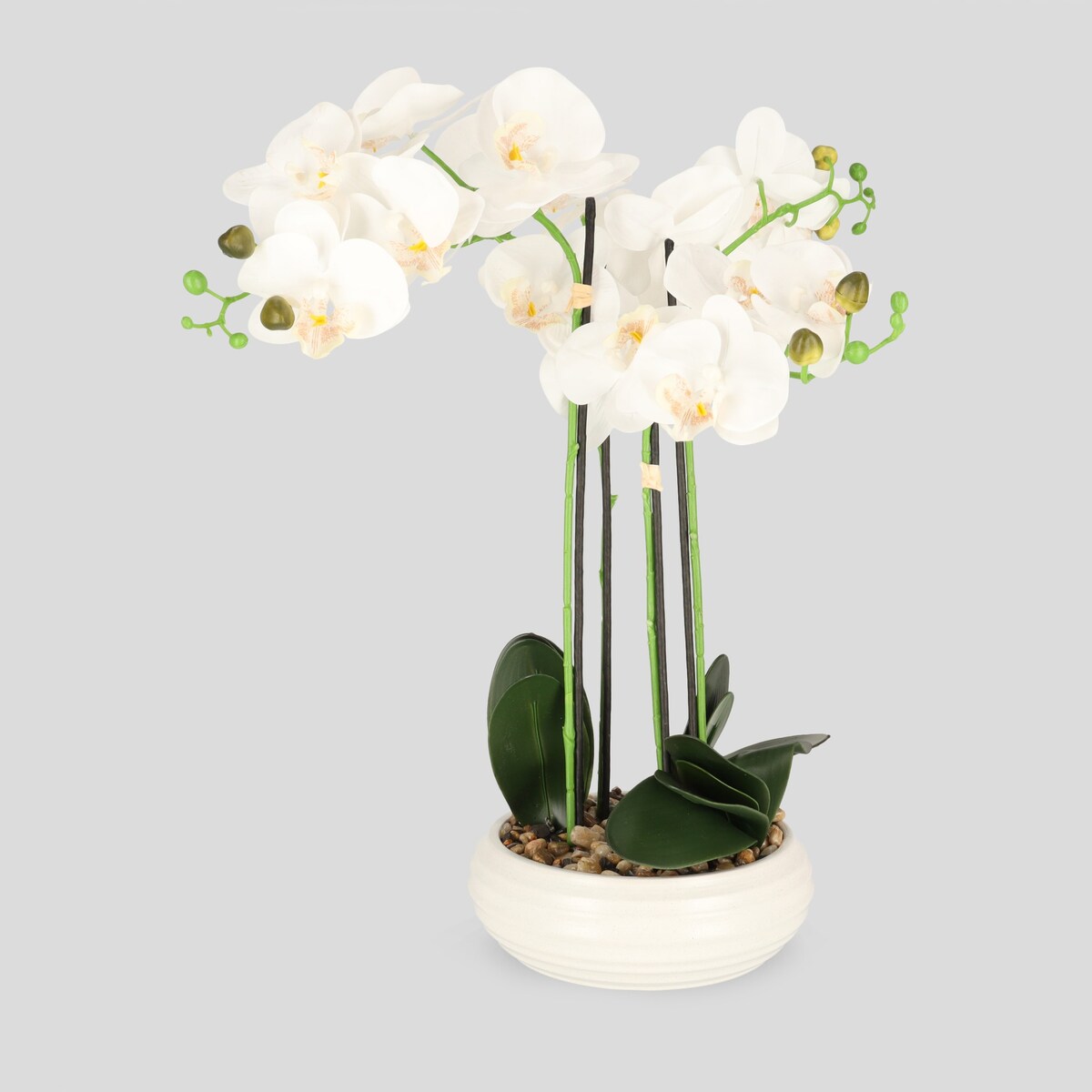 Stroik Orchidia