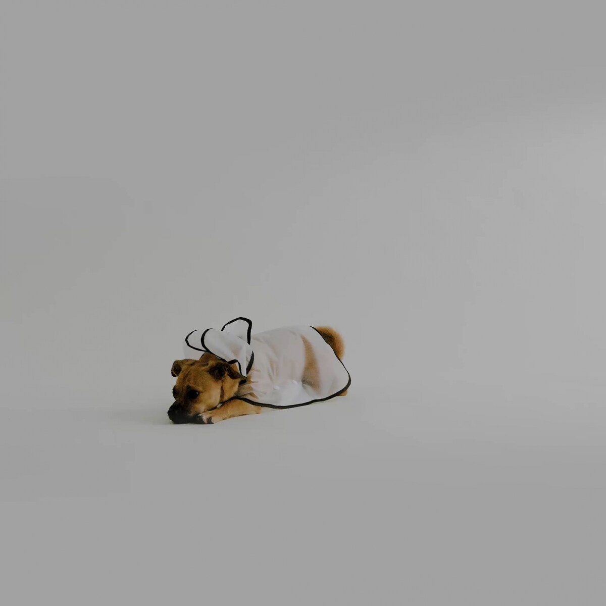 Gadżet Dla Zwierzaka Rainy