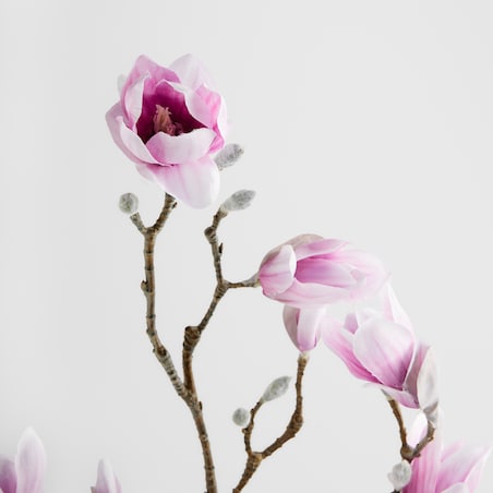 Kwiat Magnoso z motywem roślinnym