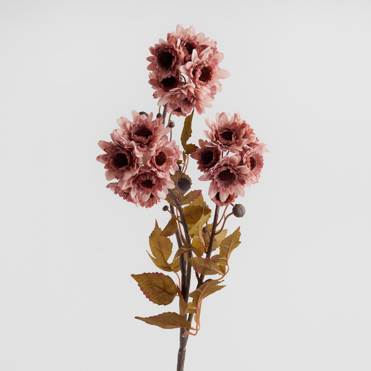 Kwiat Daisy