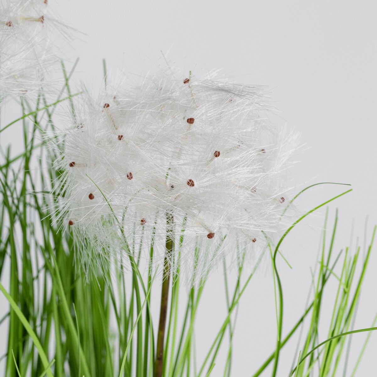 Stroik Dandelicos | home&you