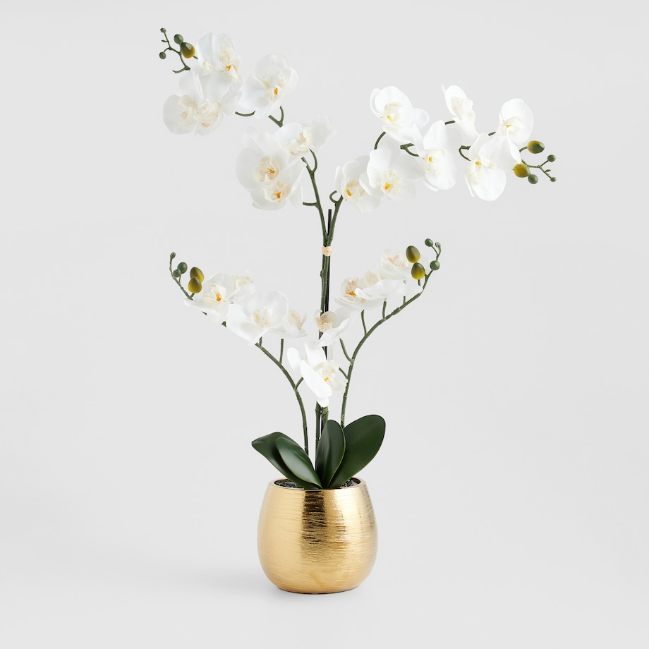 Stroik Orchiheart