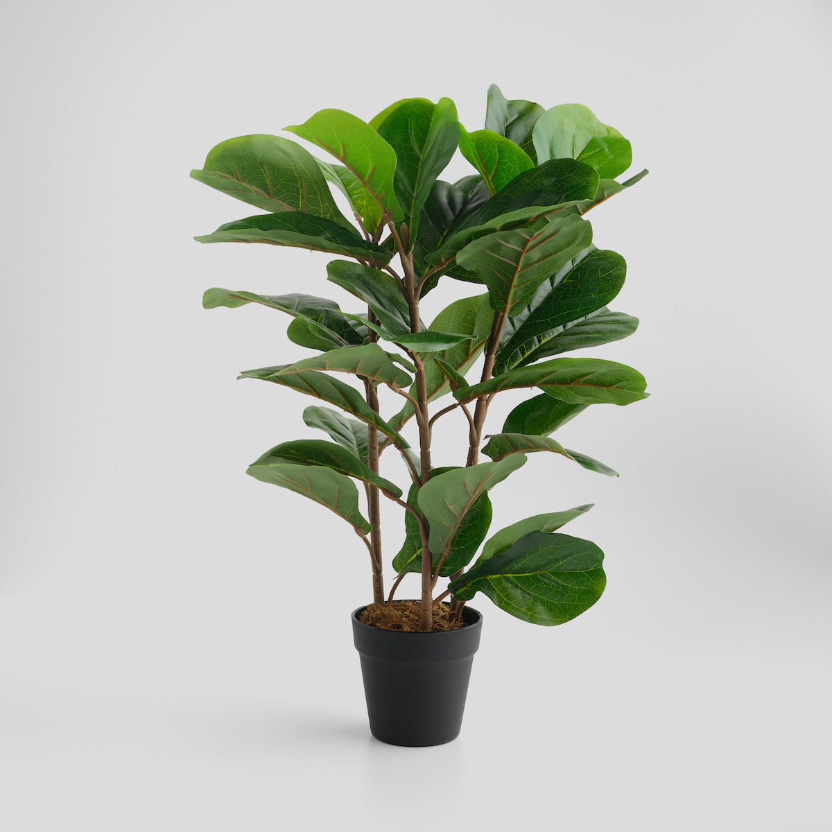 Stroik Leafes