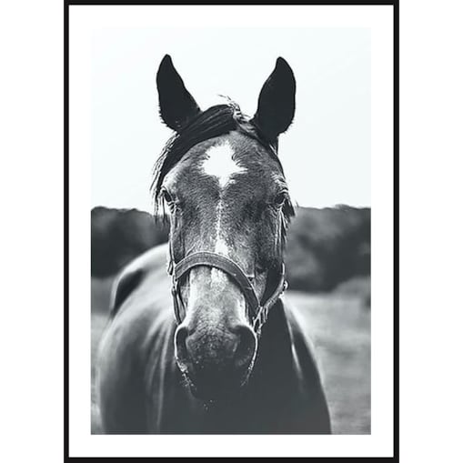 Poster Story, Plakat, Obraz - Czarno-biały Portret Konia, wymiary 30 x 42 cm