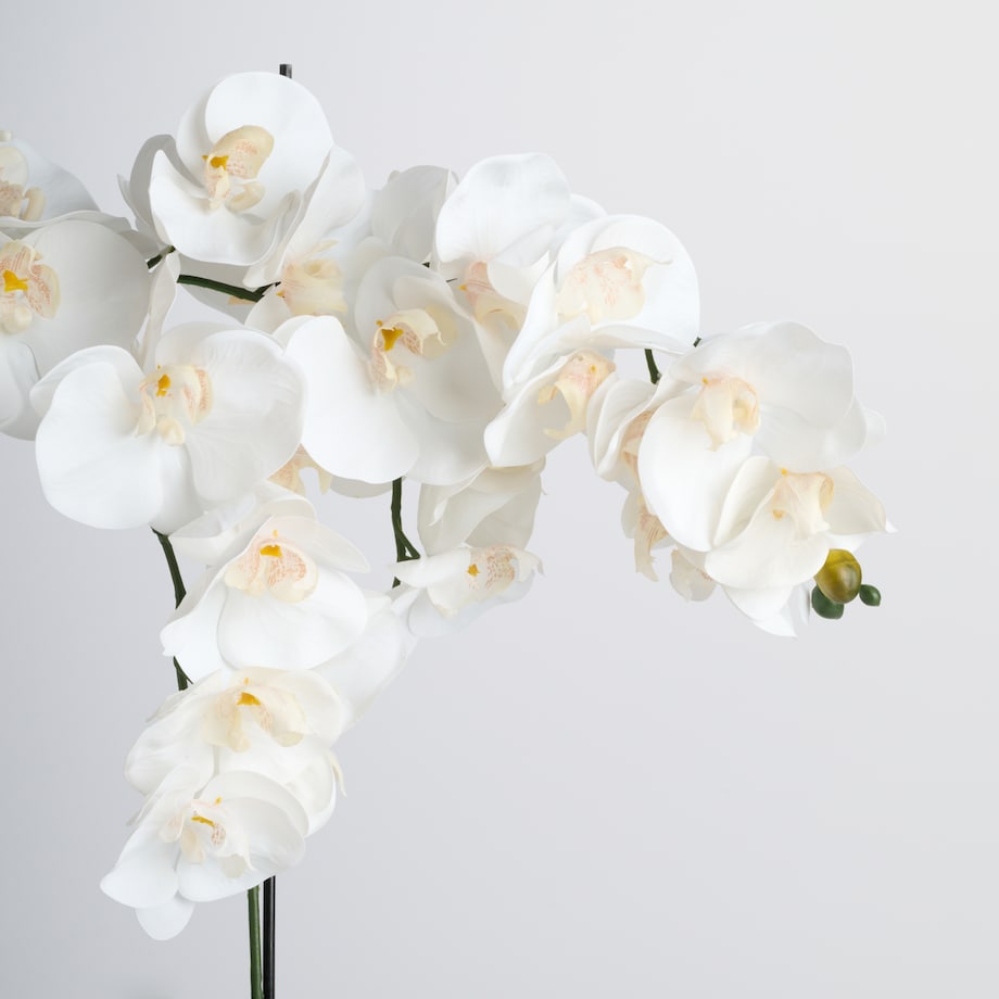 Stroik Orchianum big z motywem roślinnym