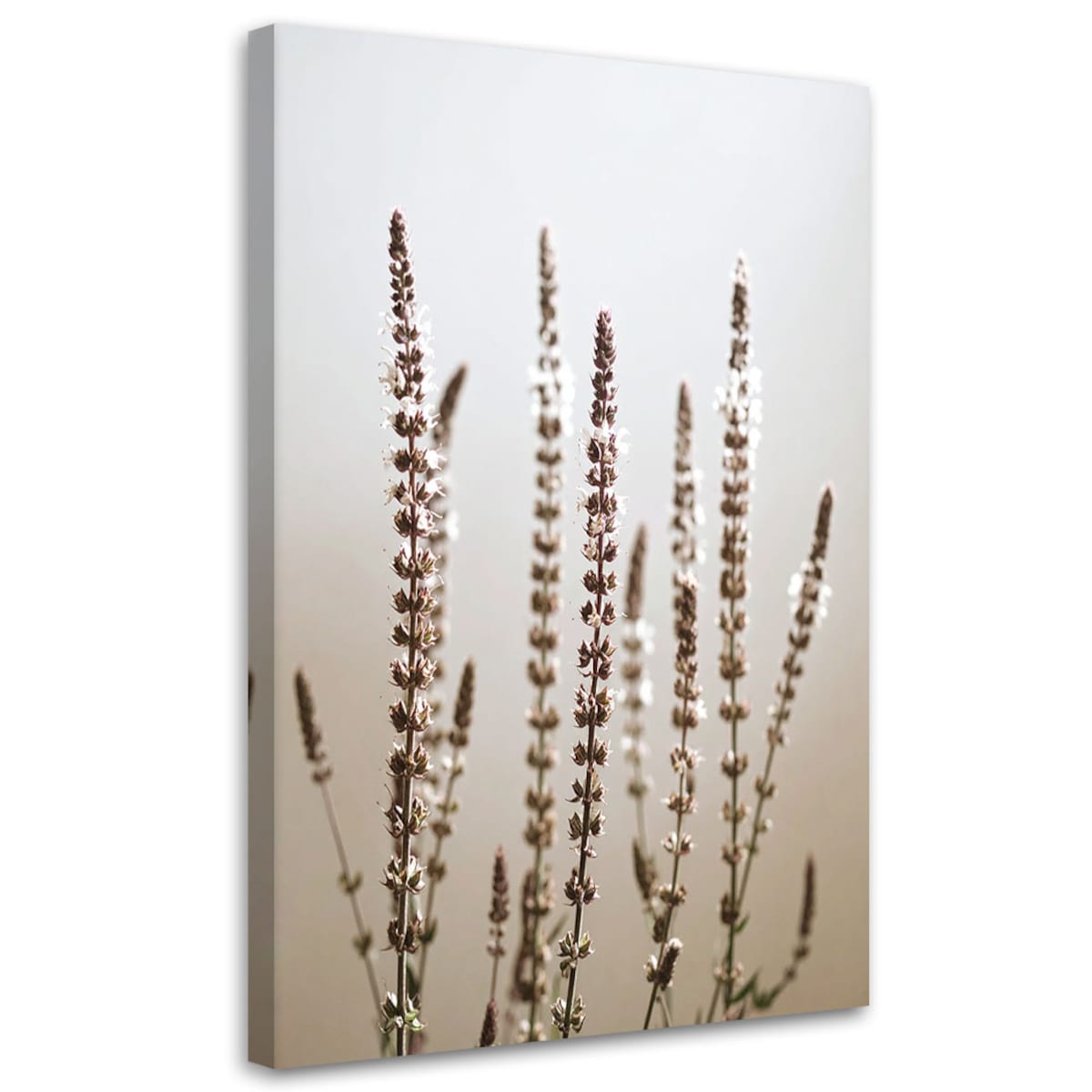 Obraz do salonu kuchni jadalni, Suche rośliny natura beżowy 40x60