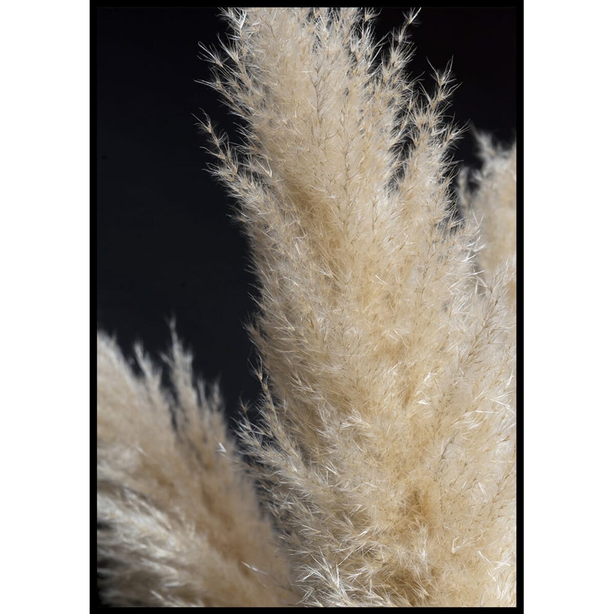 plakat trawa pampasowa 02 30x40 cm