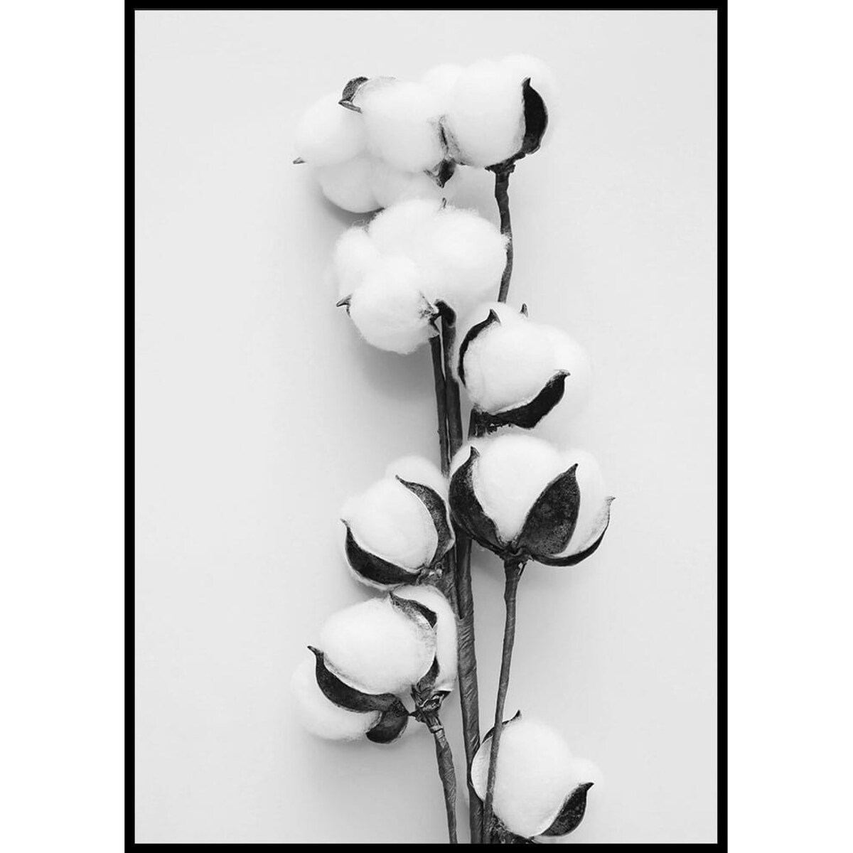 plakat gałązka bawełny 30x40 cm