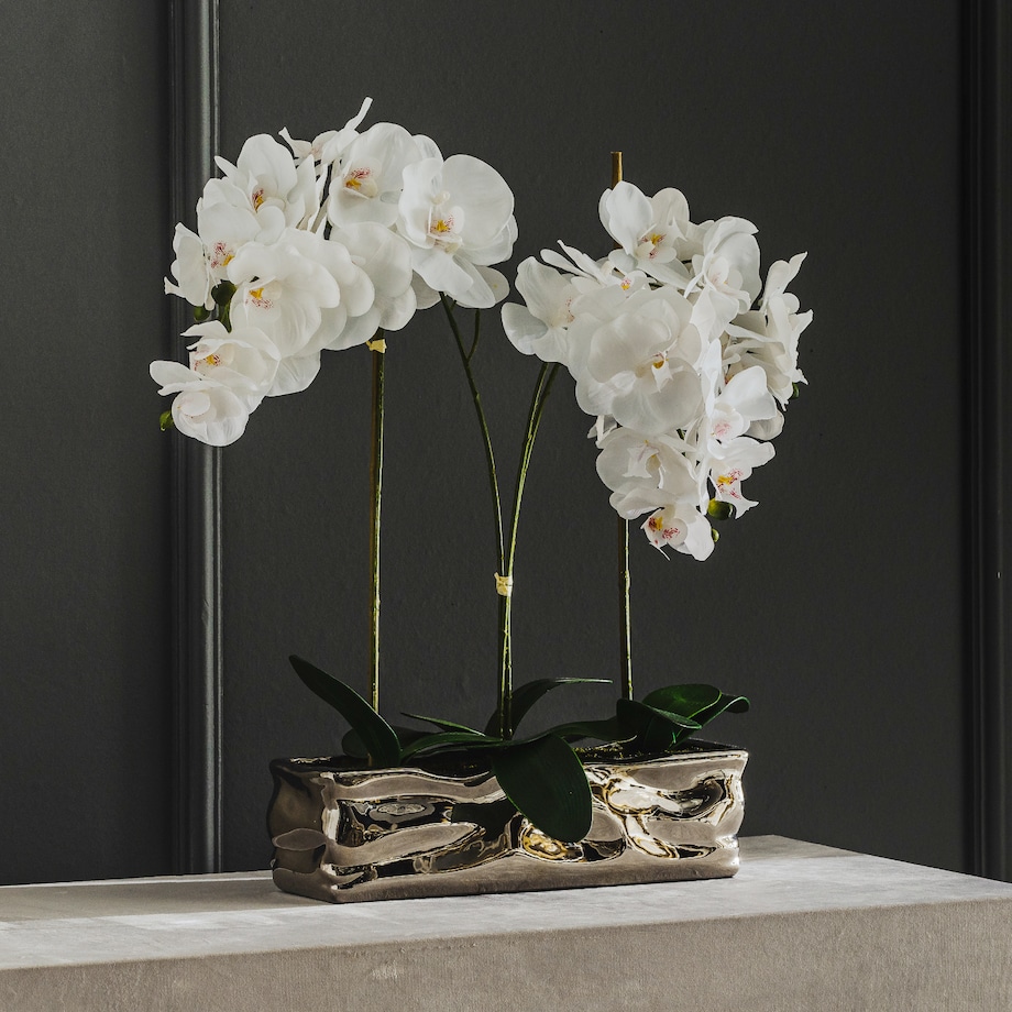 Stroik Orchianum big