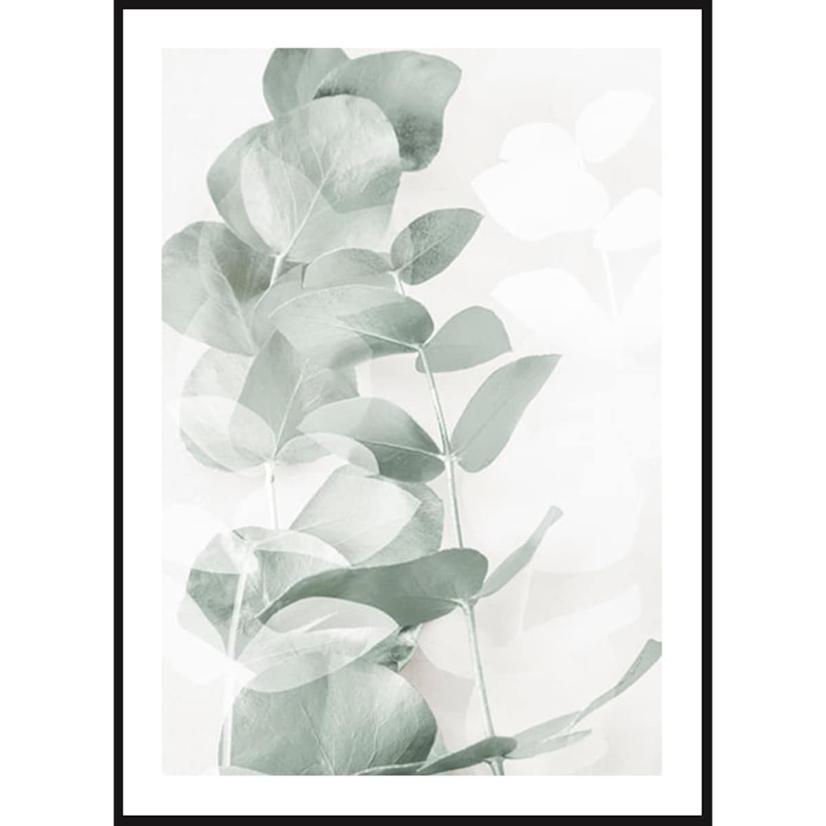 Poster Story, Plakat, Obraz - Eukaliptus No1