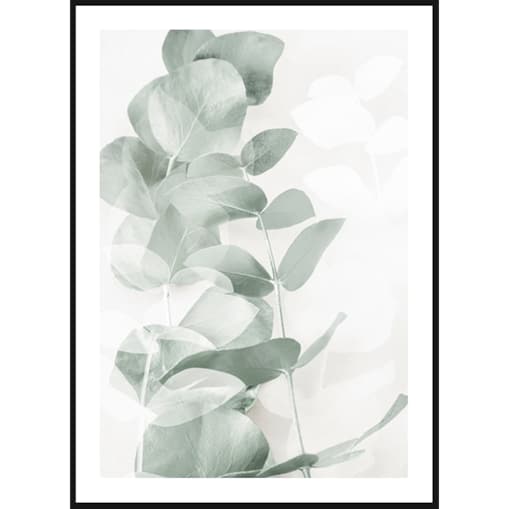 Poster Story, Plakat, Obraz - Eukaliptus No1