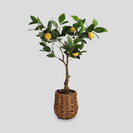 Stroik Lemono z motywem owoców