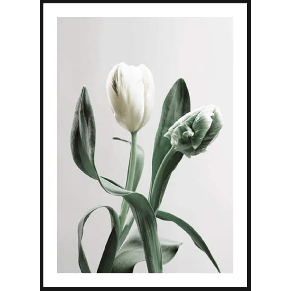 Poster Story, Plakat, Obraz - Biały Tulipan, wymiary 21 x 30 cm