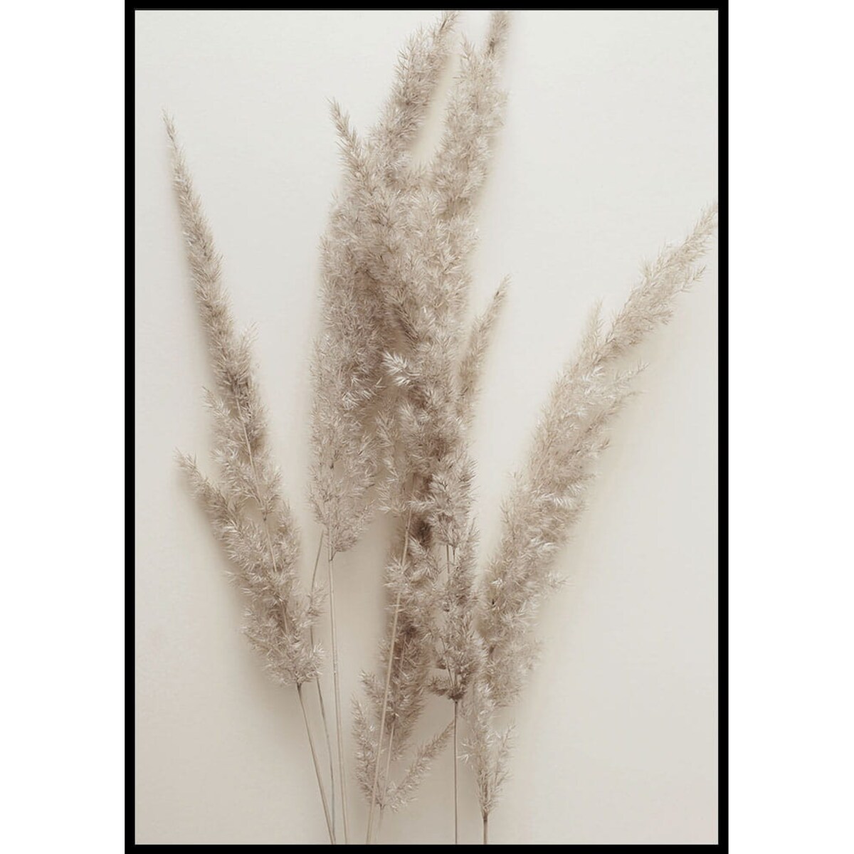 plakat trawa pampasowa 05 30x40 cm