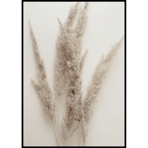 plakat trawa pampasowa 05 30x40 cm