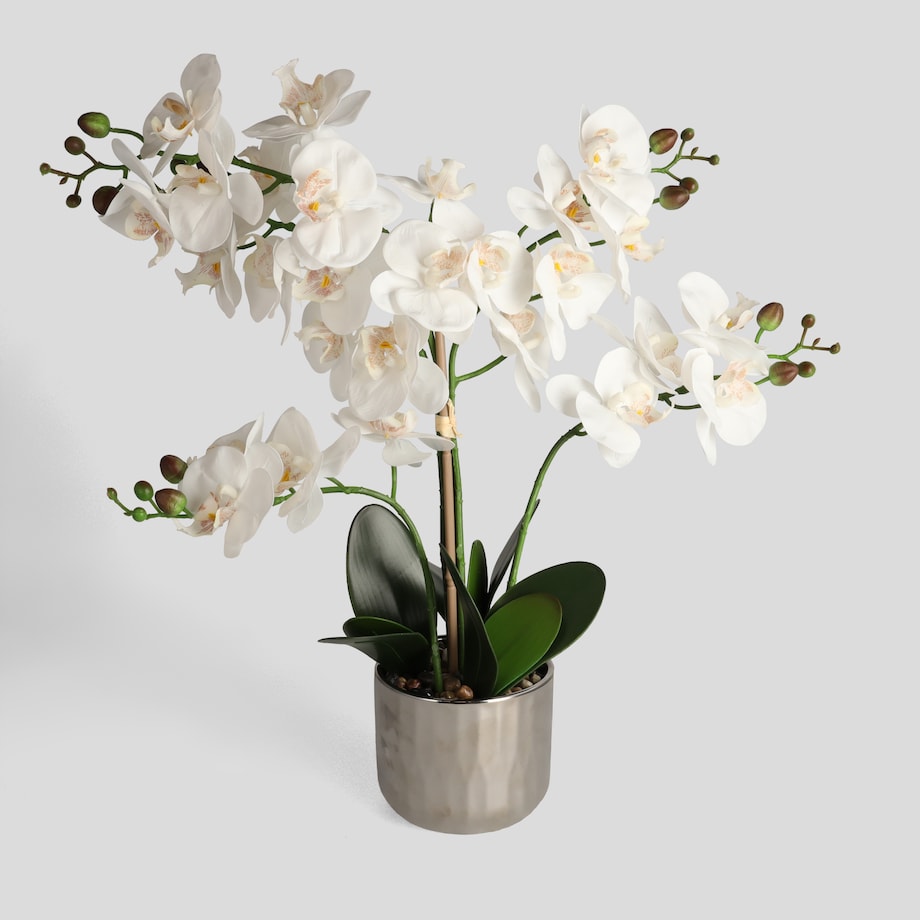 Stroik Orchianos