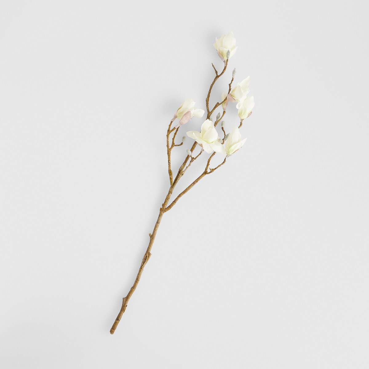 Kwiat Magnoso