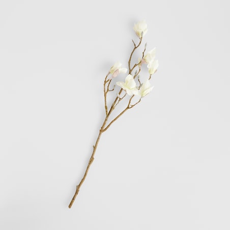 Kwiat Magnoso