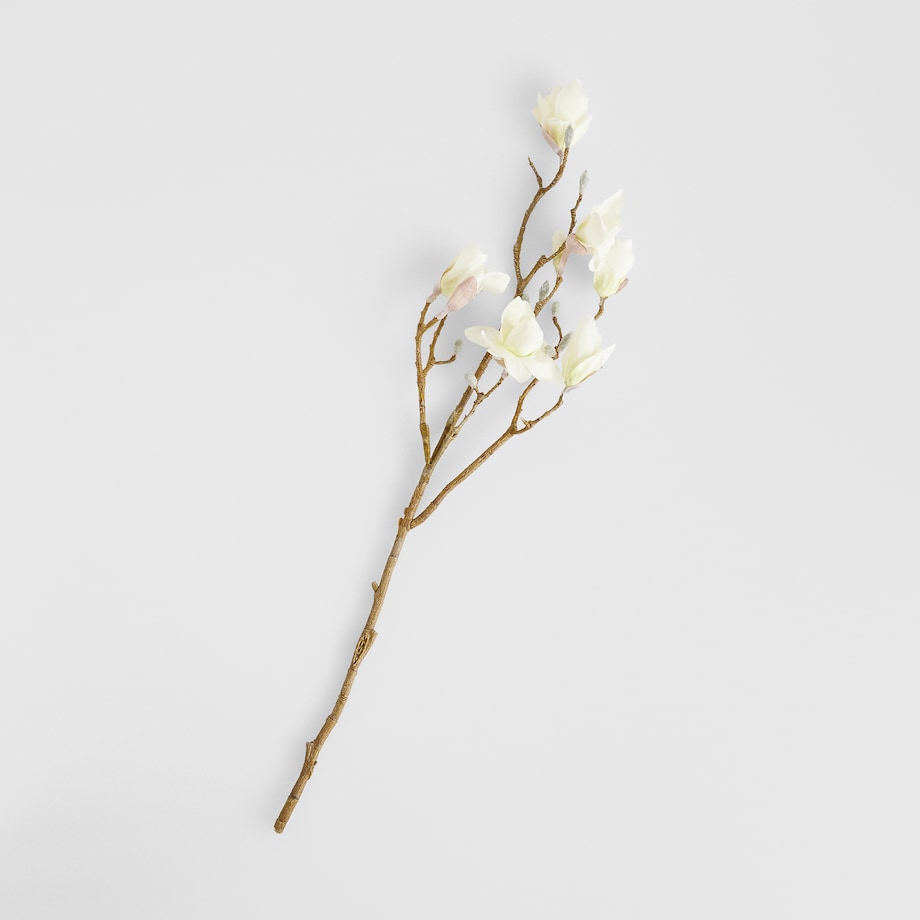 Kwiat Magnoso