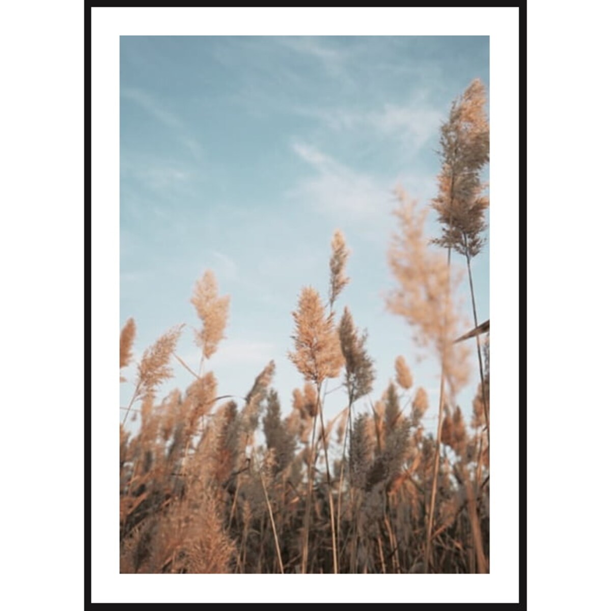 Poster Story, Plakat, Obraz - Beżowa Trawa na Tle Nieba