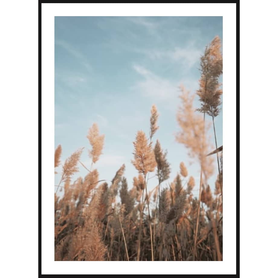 Poster Story, Plakat, Obraz - Beżowa Trawa na Tle Nieba