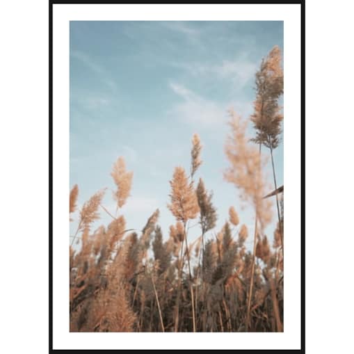 Poster Story, Plakat, Obraz - Beżowa Trawa na Tle Nieba