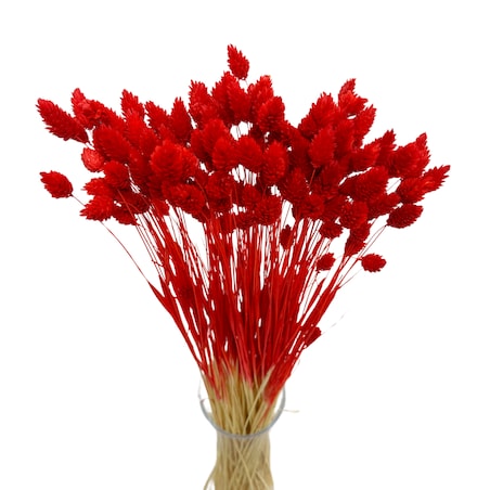 Suszony phalaris czerwony - trawa ozdobna