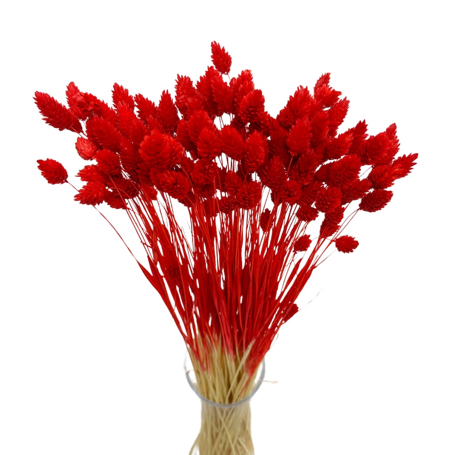 Suszony phalaris czerwony - trawa ozdobna