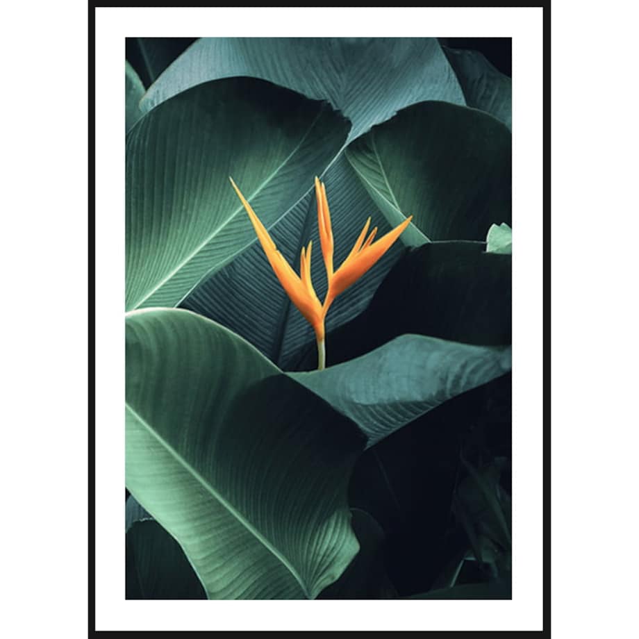 Poster Story, Plakat, Obraz - Helikonia