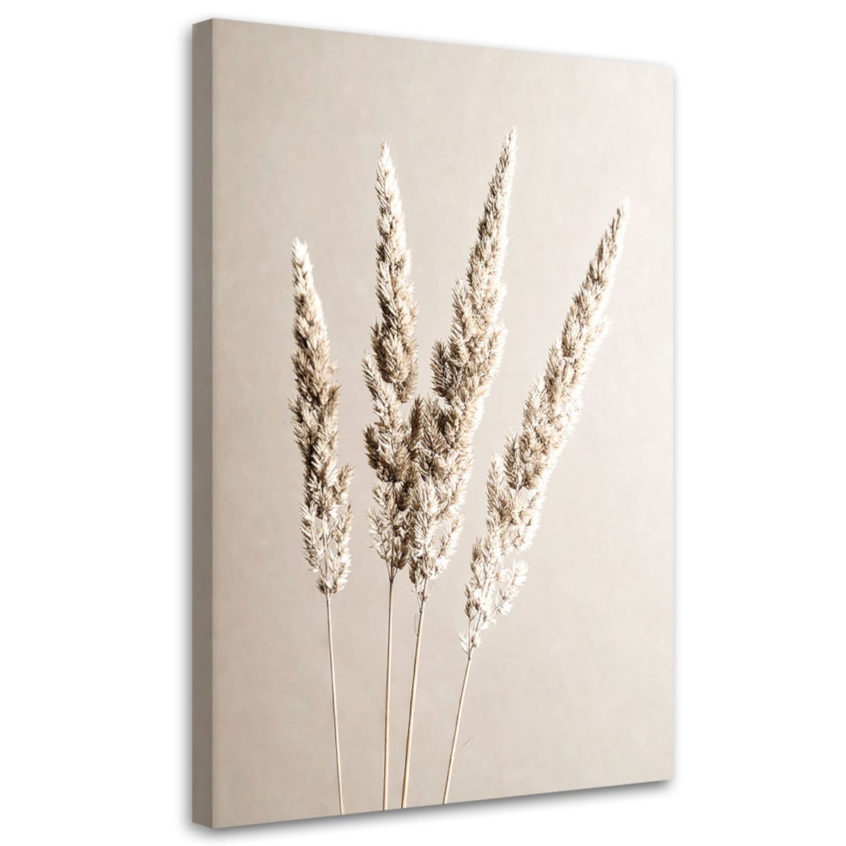 Obraz do salonu kuchni jadalni, Trawa pampasowa rośliny beżowy 70x100