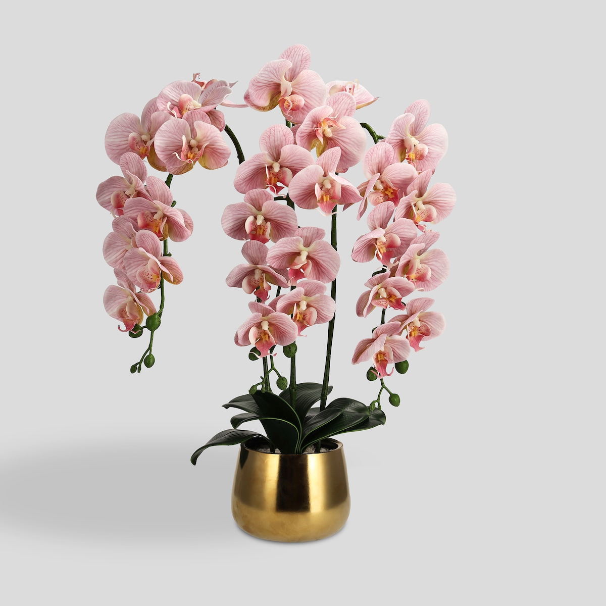 Stroik Orchidiso