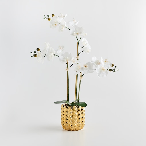 Stroik Orchalas