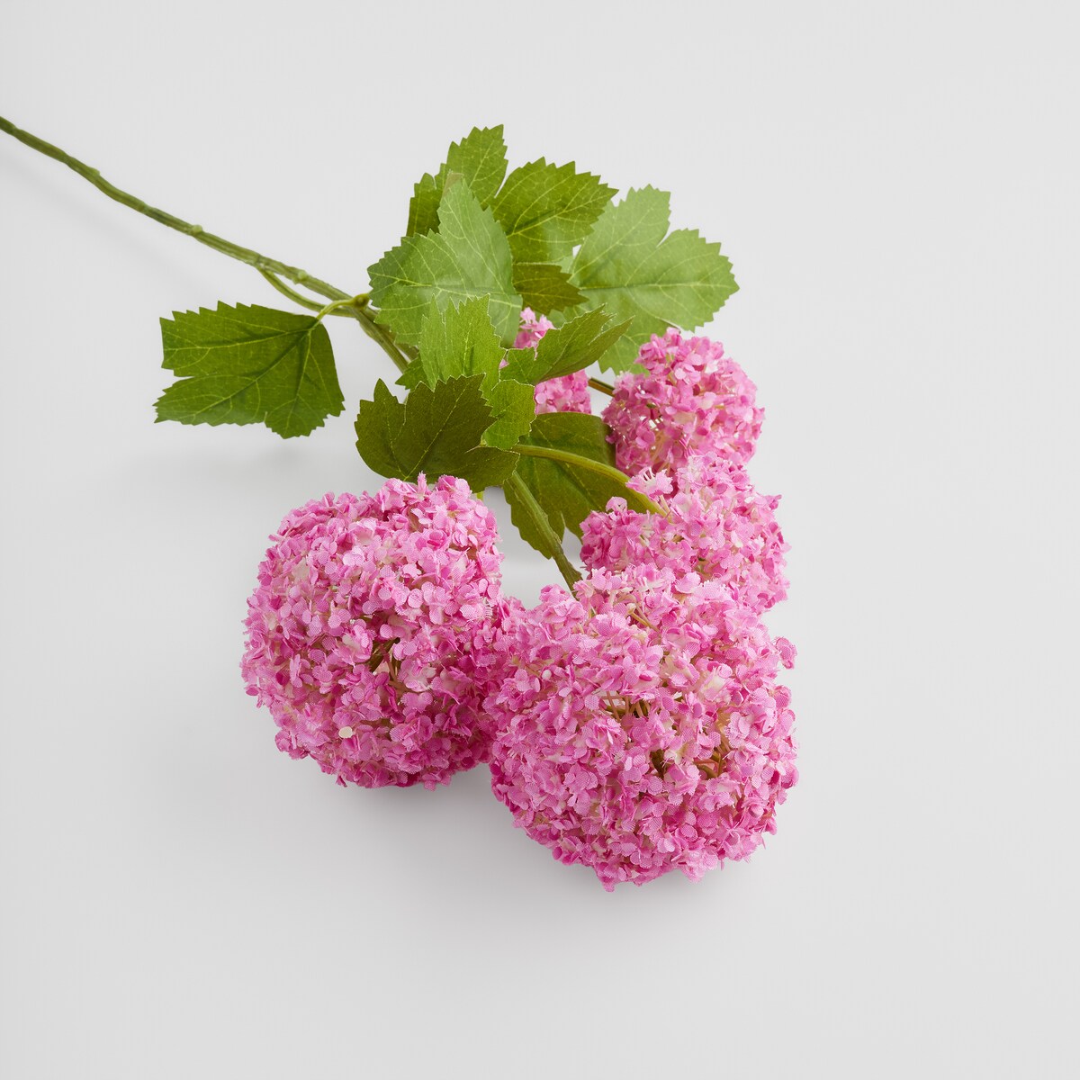 Kwiat Serosa z motywem roślinnym