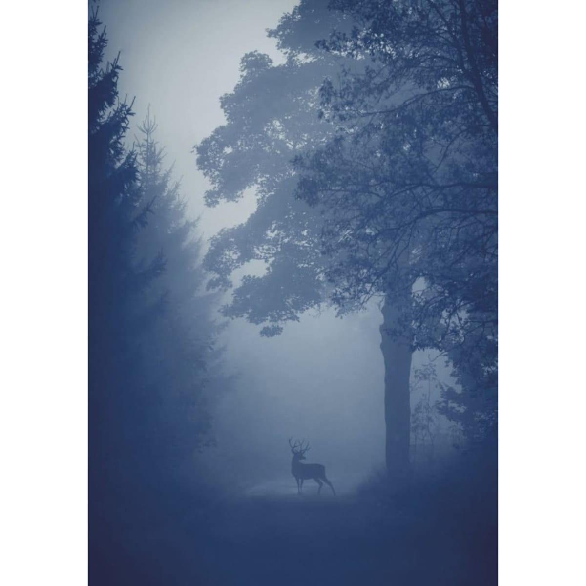 OBRAZ PODŚWIETLANY LED JELEŃ ramka srebrna CANVAS SLIM 50x70 cm + zasilacz