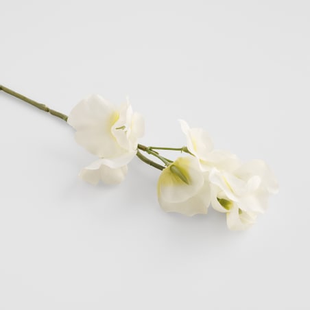 Kwiat Belisi z motywem kwiatowym