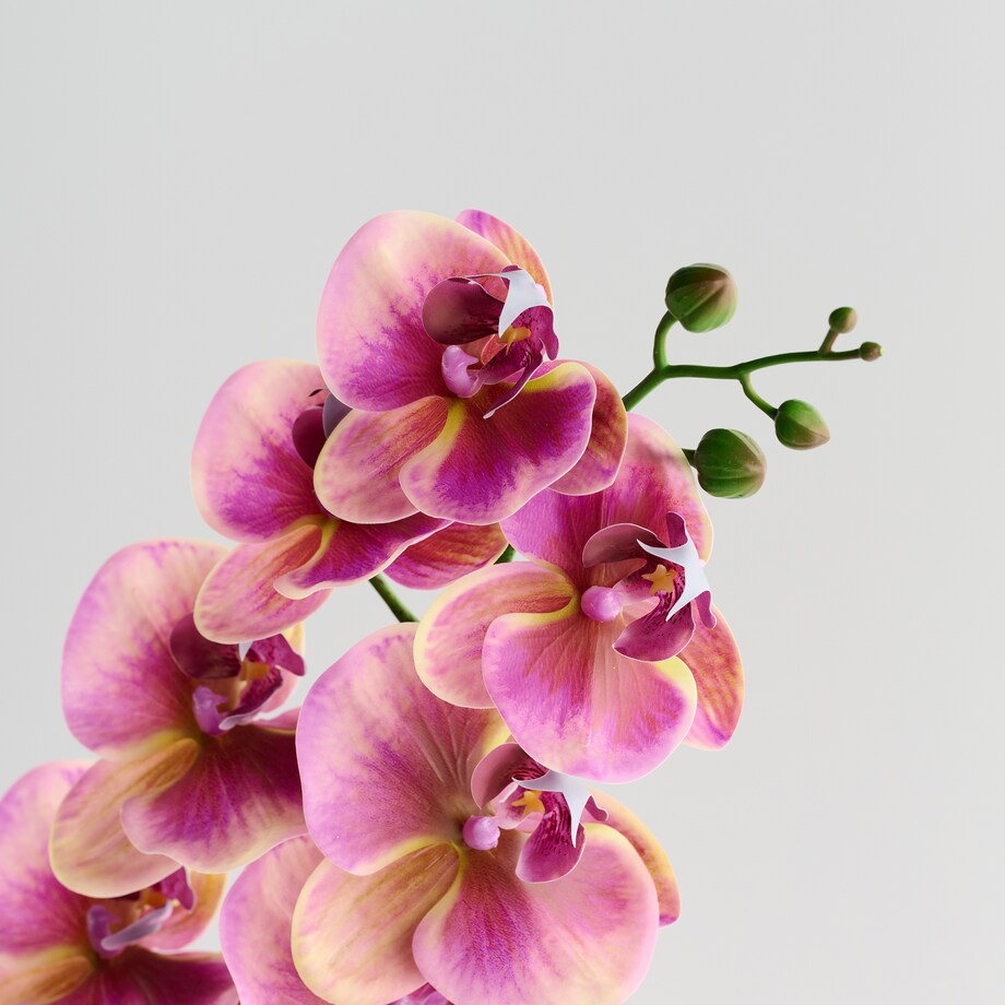 Kwiat Orchstem z motywem roślinnym