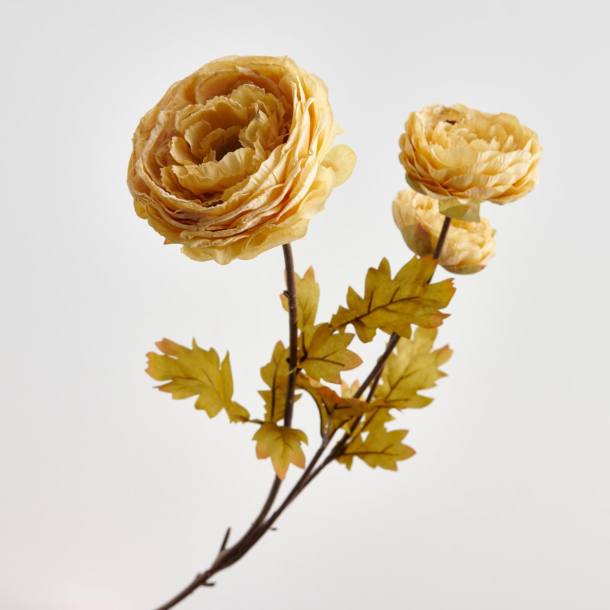 Kwiat Dalias