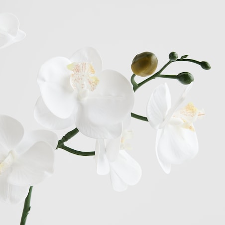 Stroik Orchitio z motywem roślinnym